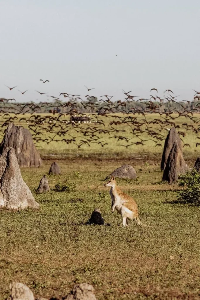 Wildlife Encounters